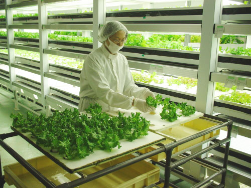 人工光型植物工場